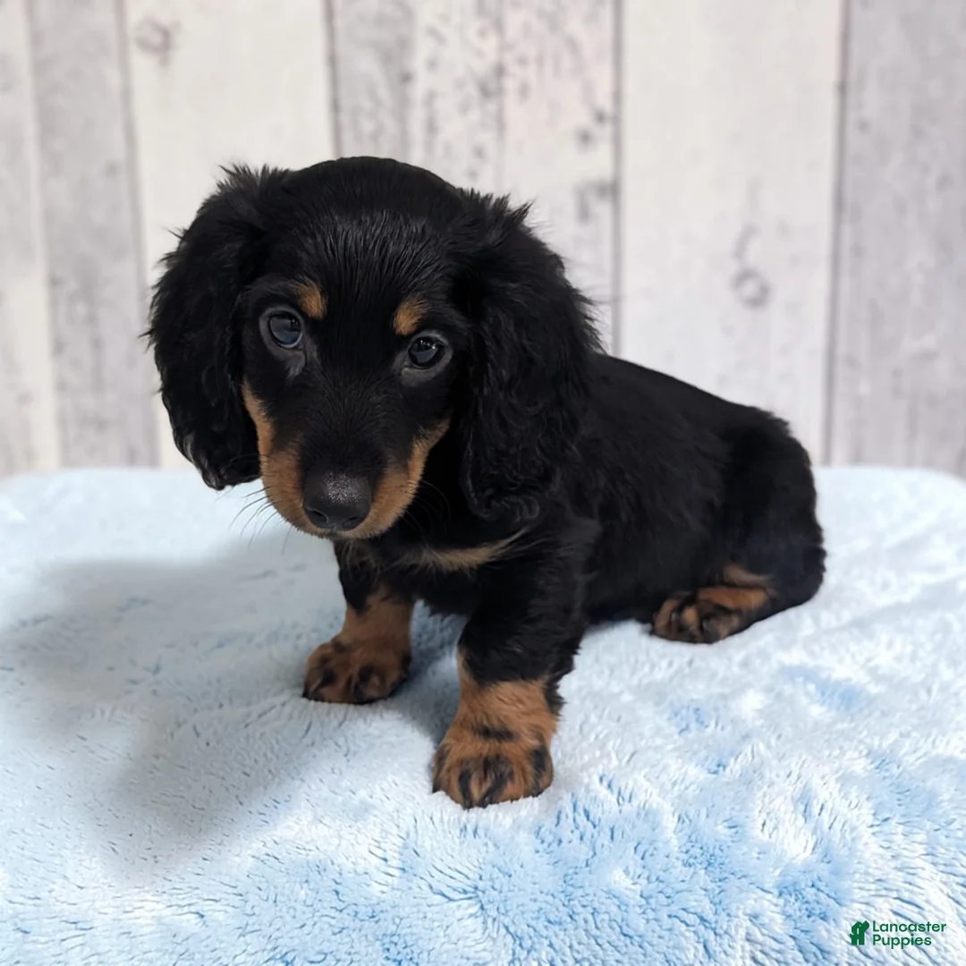 Miniature Dachshund dogs for sale: Porter - Ad 2