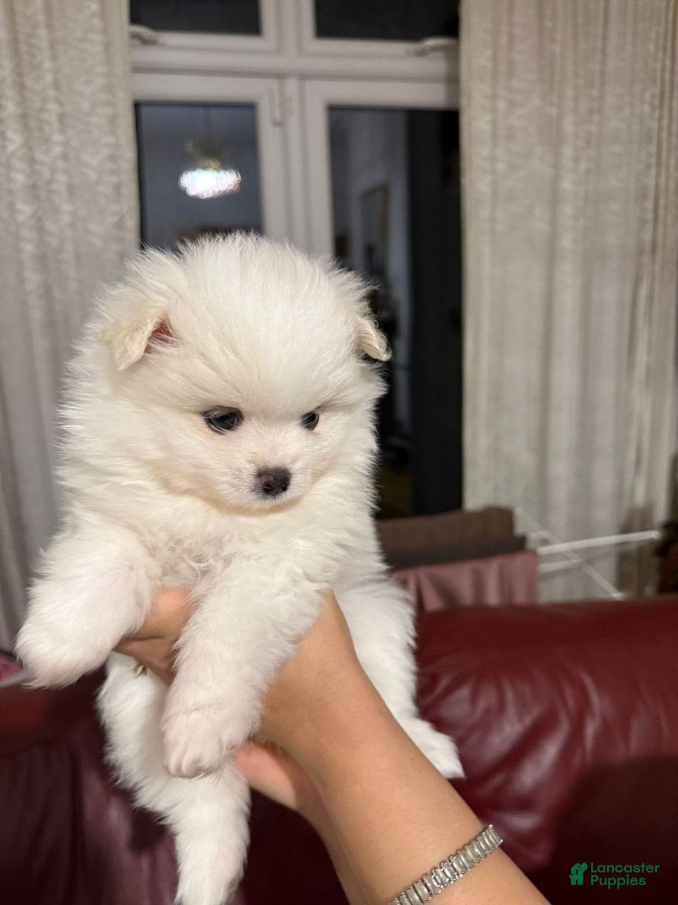 Pomeranian dogs Pomeranian Puppy 3 - Ad 10