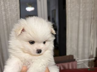 Pomeranian dogs Pomeranian Puppy 3 - Ad 10