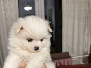 Pomeranian dogs Pomeranian Puppy 3 - Ad 34