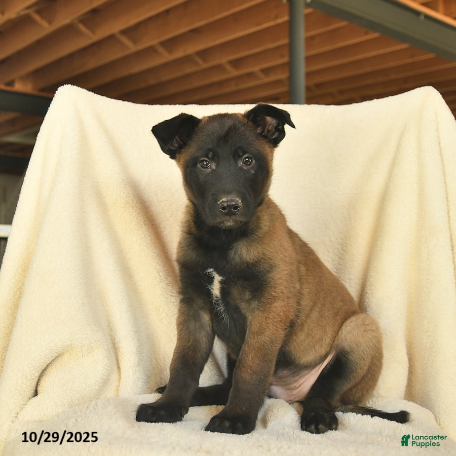 Belgian Malinois Puppies for sale Lancaster Puppies