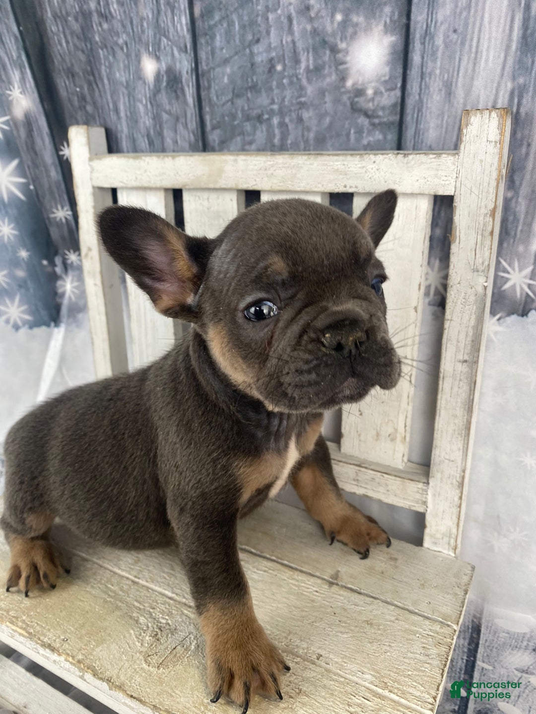 French Bulldog dogs for sale: Bruno - Ad 10