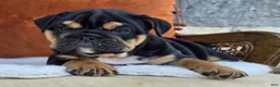 English Bulldog dogs for sale: Vader - Ad 6