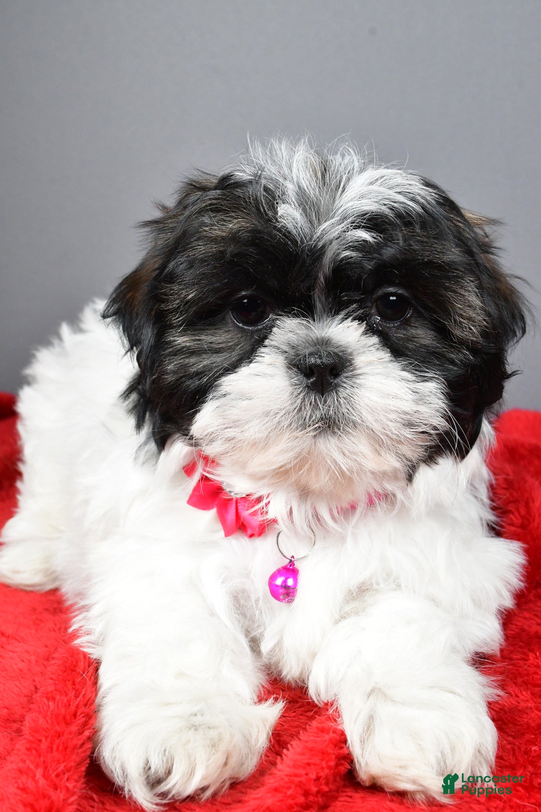 Shih Tzu dogs for sale: Bridget - Ad 4