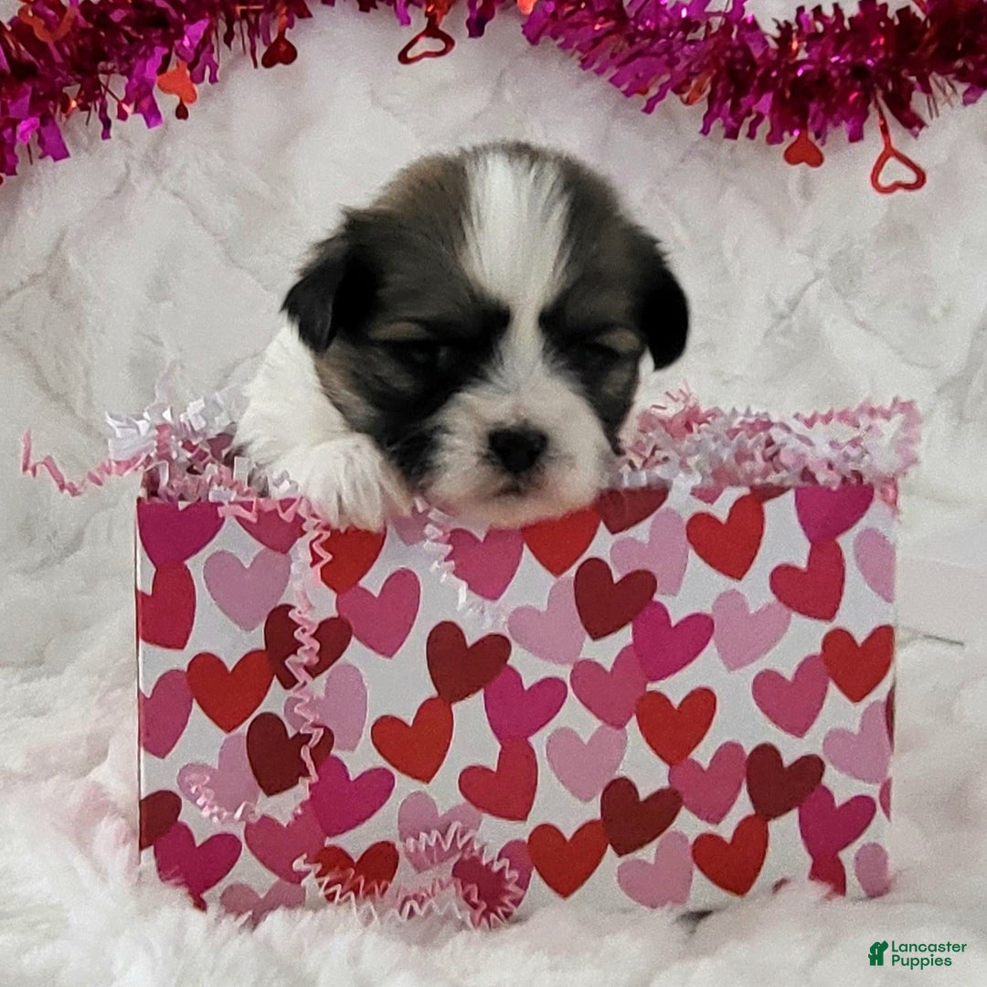 Teddy Bear dogs for sale: Sugar Plum  - Ad 1