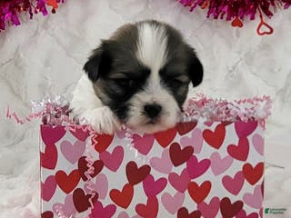 Teddy Bear dogs Sugar Plum - Ad 13