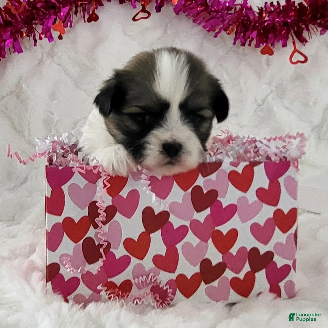 Teddy Bear dogs for sale: Sugar Plum  - Ad 2