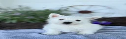 West Highland Terrier dogs for sale: Blazer - Ad 9