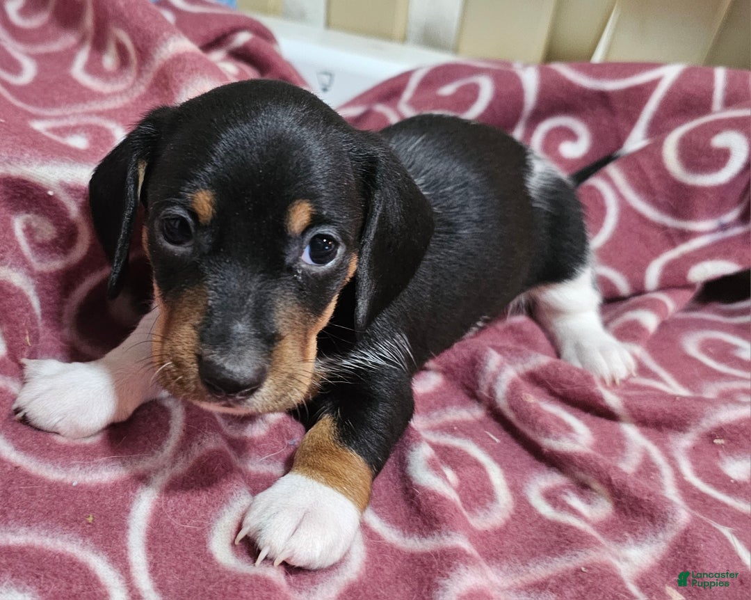 Dog With Eyebrows Breed Puppy Eyebrows Dog: Over 2,084 Royalty