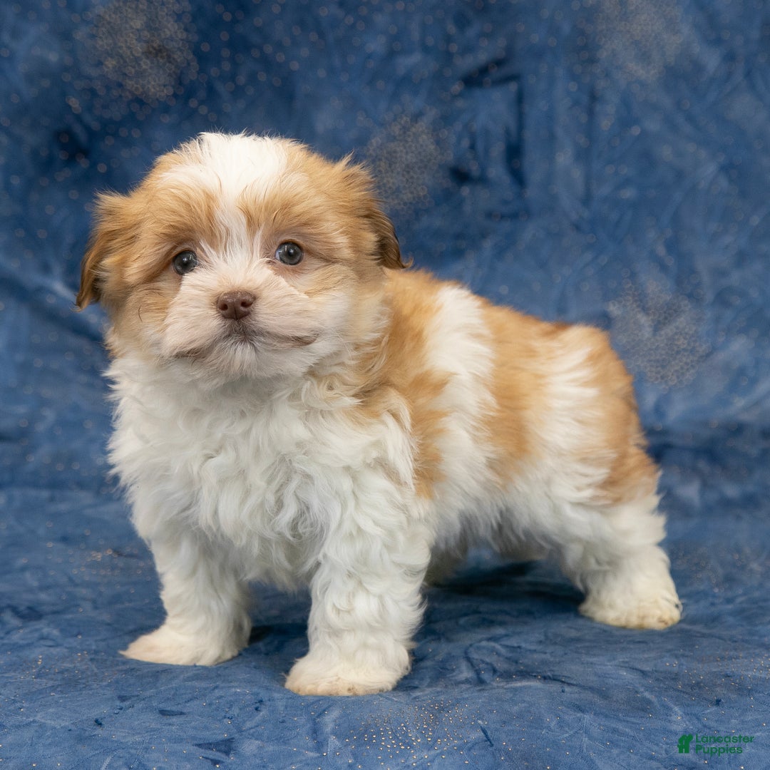 Havapoo dogs for sale: Max - Ad 4