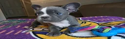 French Bulldog dogs for sale: Bernard - Ad 6