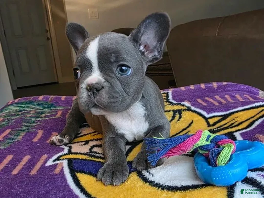 French Bulldog dogs for sale: Bernard - Ad 6