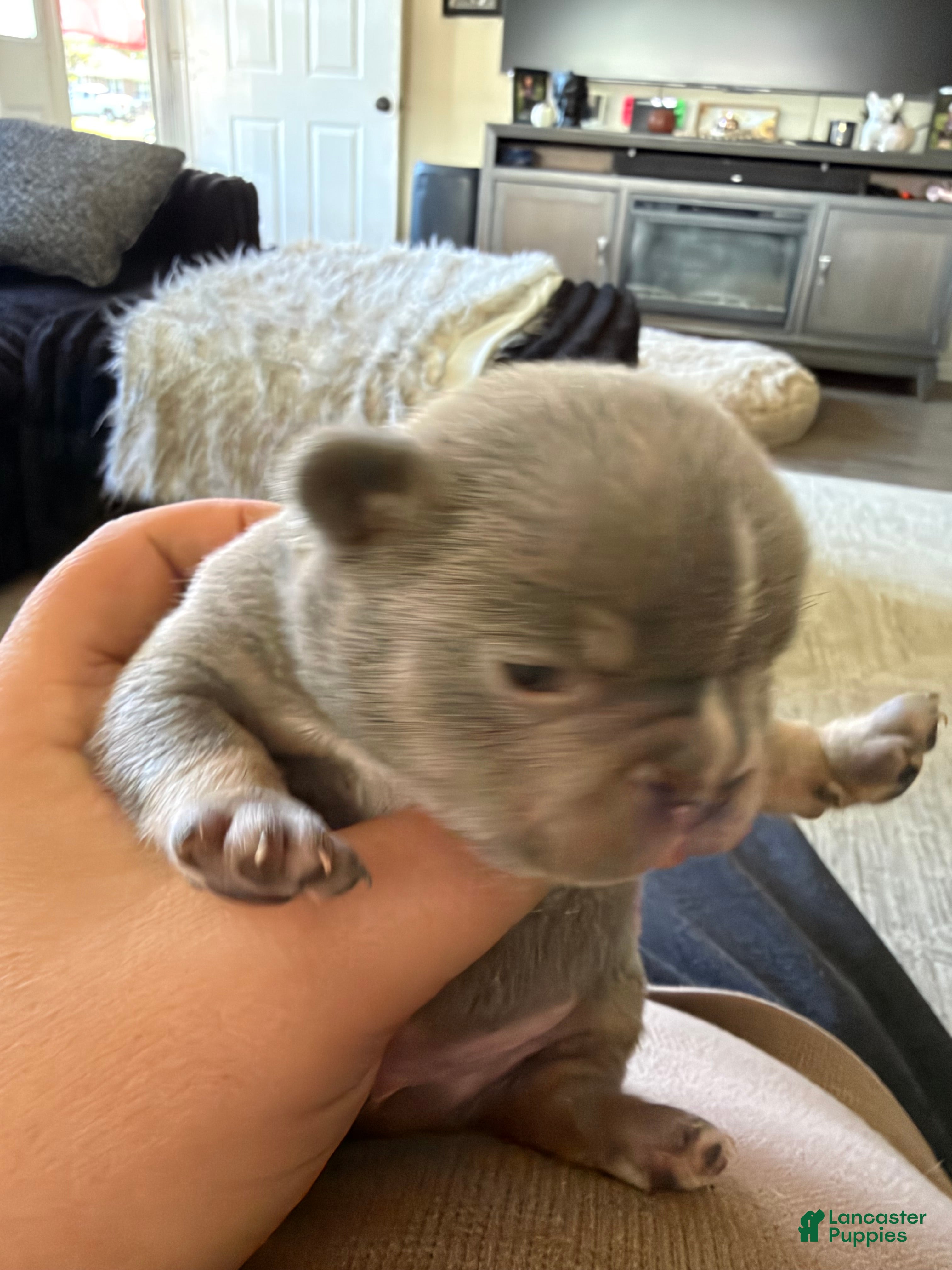 French Bulldog dogs French Bulldog 2 - Ad 2