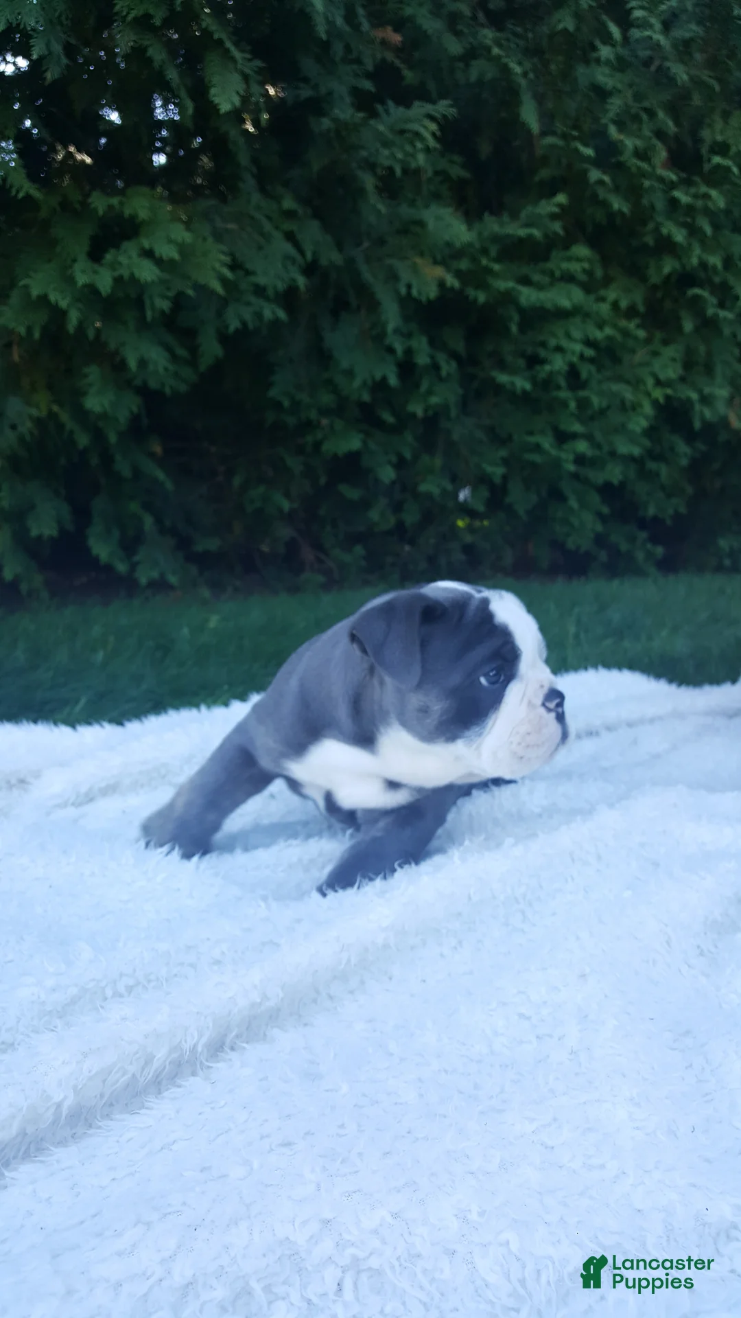 English Bulldog dogs for sale: Basil - Ad 7