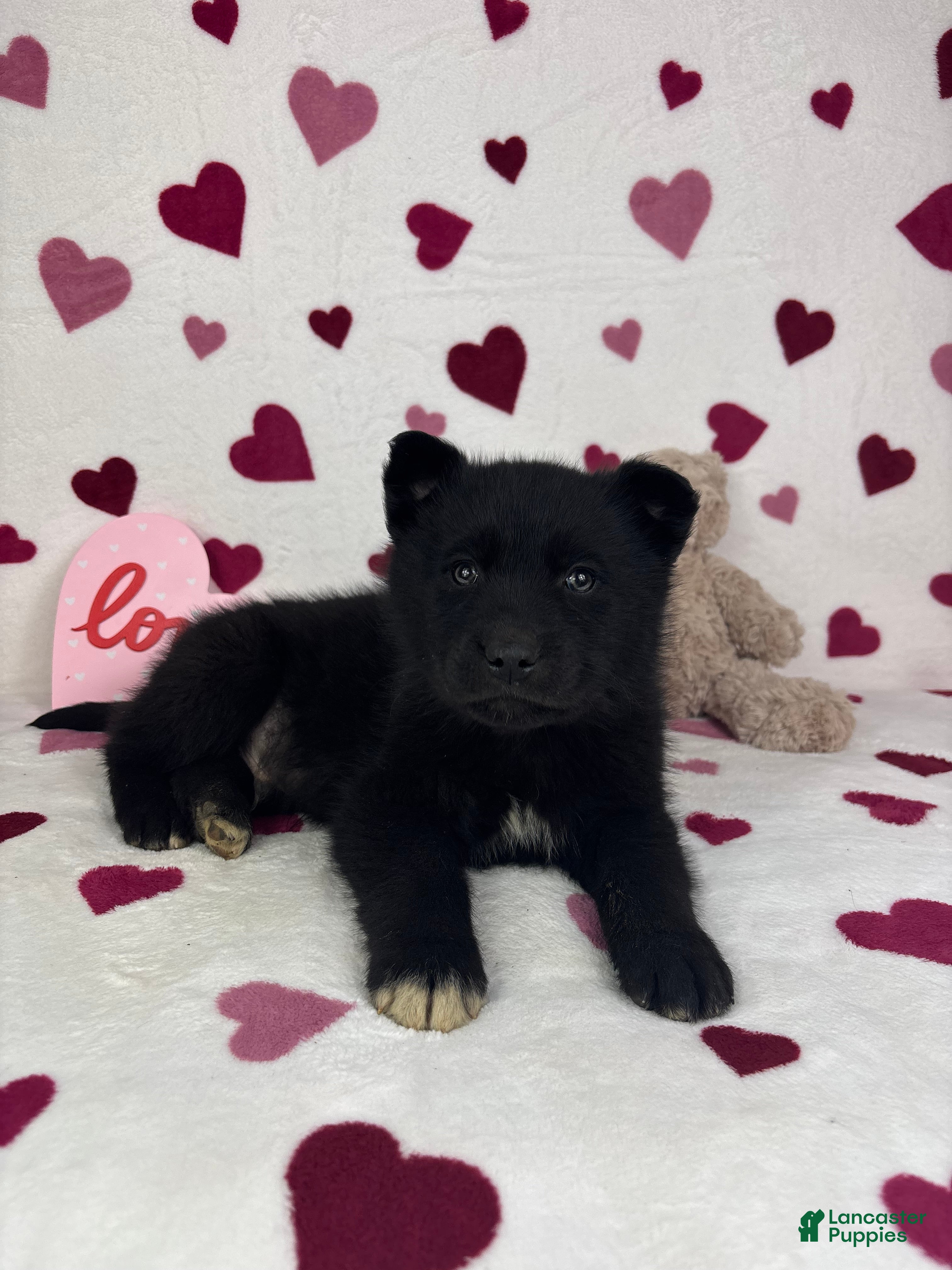 Mixed Breed dogs Callen - Ad 27