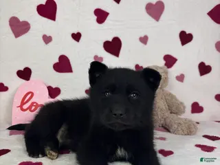 Mixed Breed dogs Callen - Ad 15