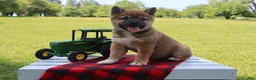 Shiba Inu dogs for sale: Blayne - Ad 4