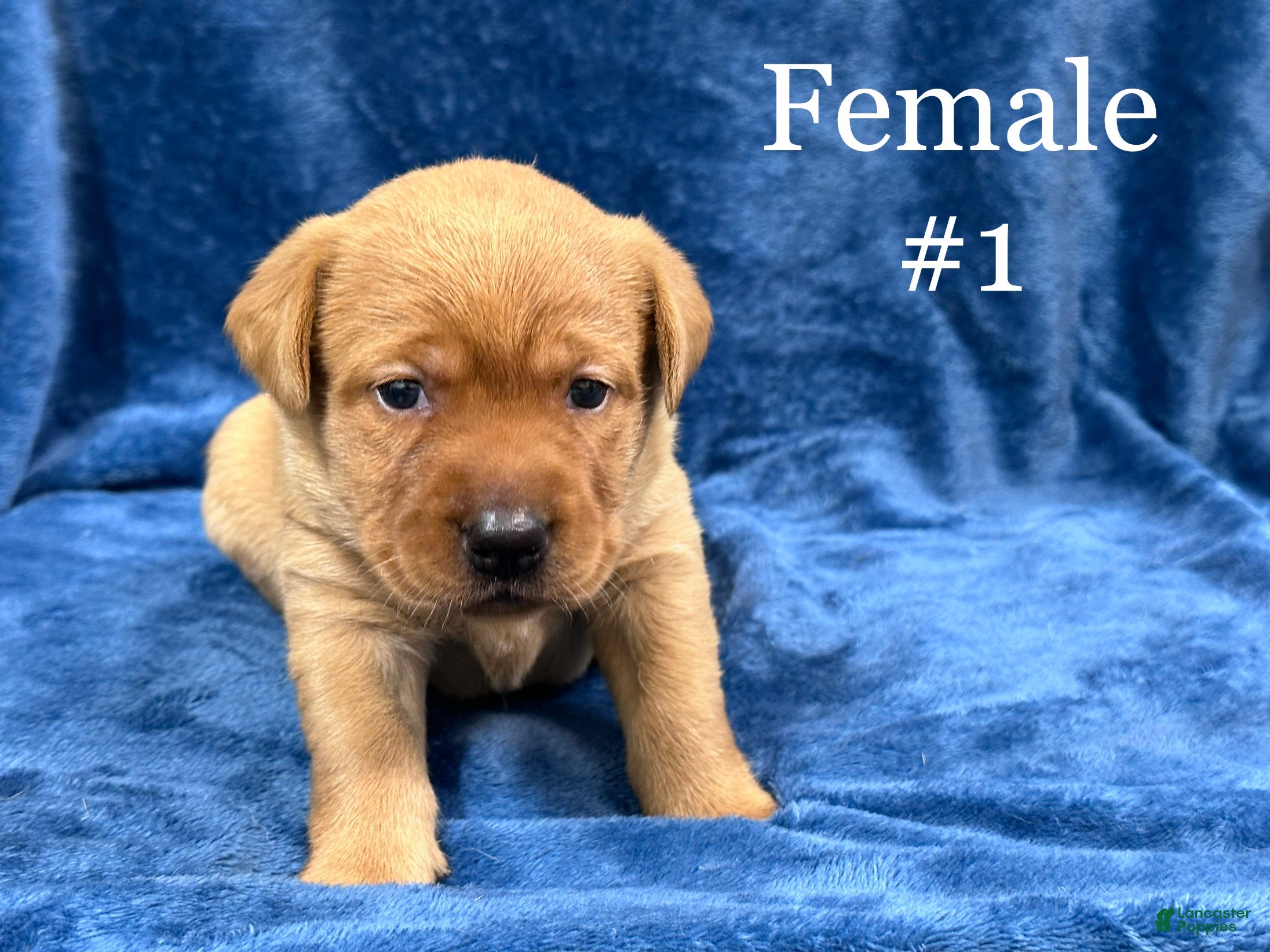Labrador Retriever dogs #1 Female aka first born pup  - Ad 1