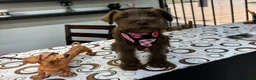 Miniature Schnauzer dogs for sale: Dutches - Ad 10