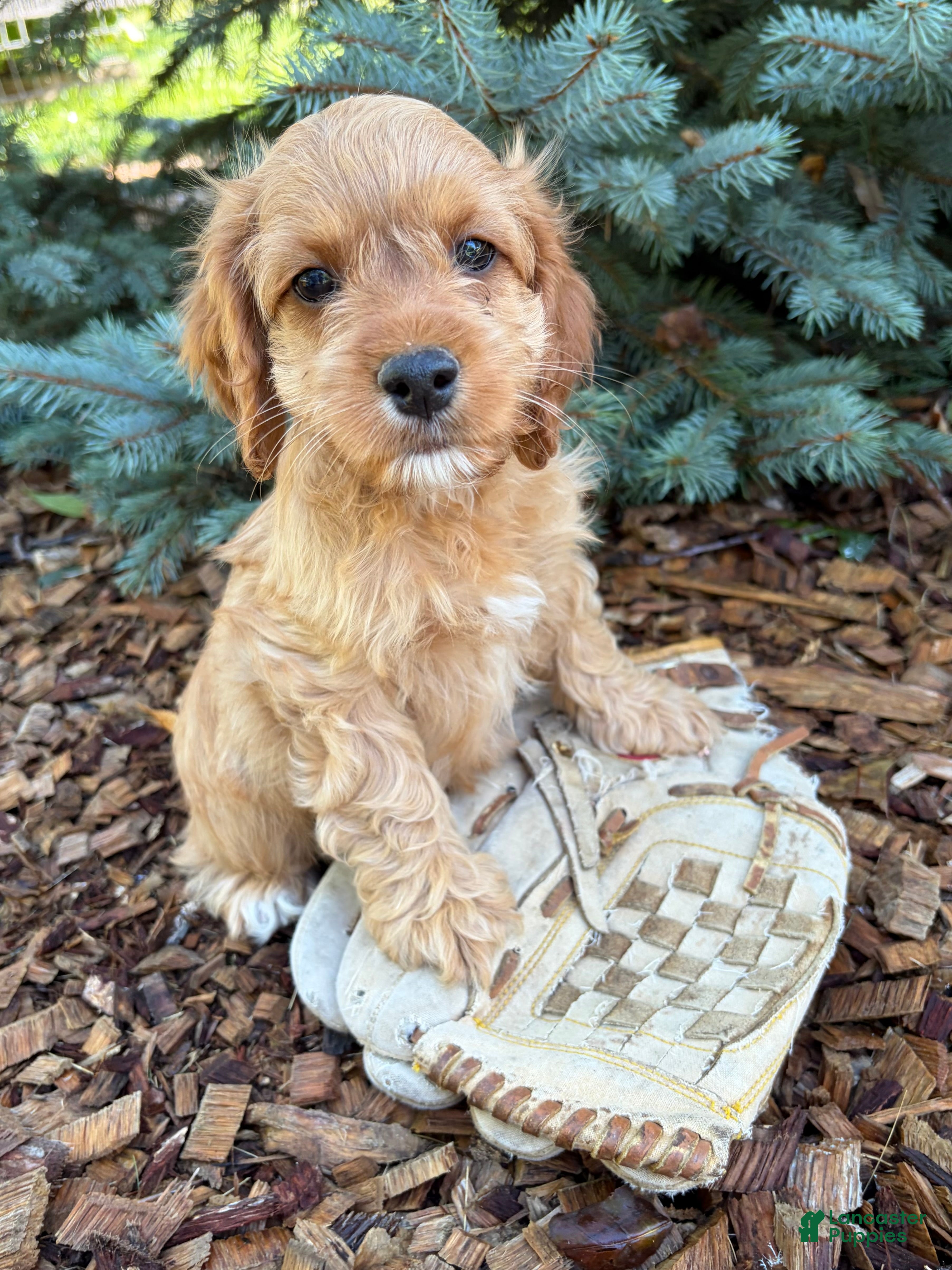 Cockapoo dogs Becca - Ad 1