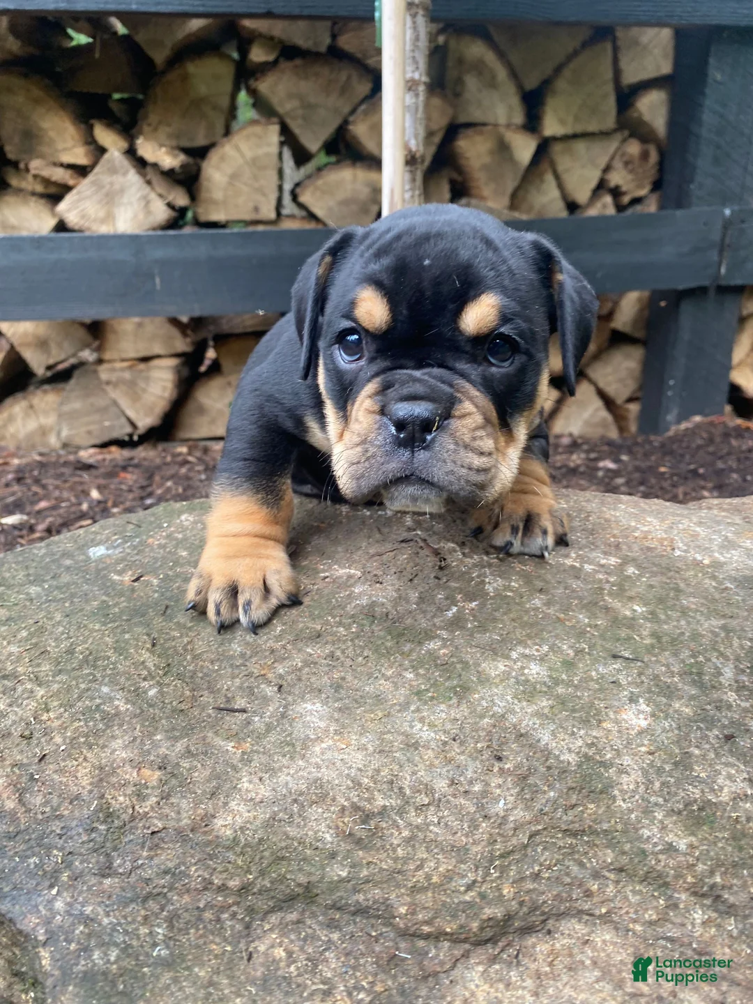 Mixed Breed dogs for sale: Toby - Ad 2