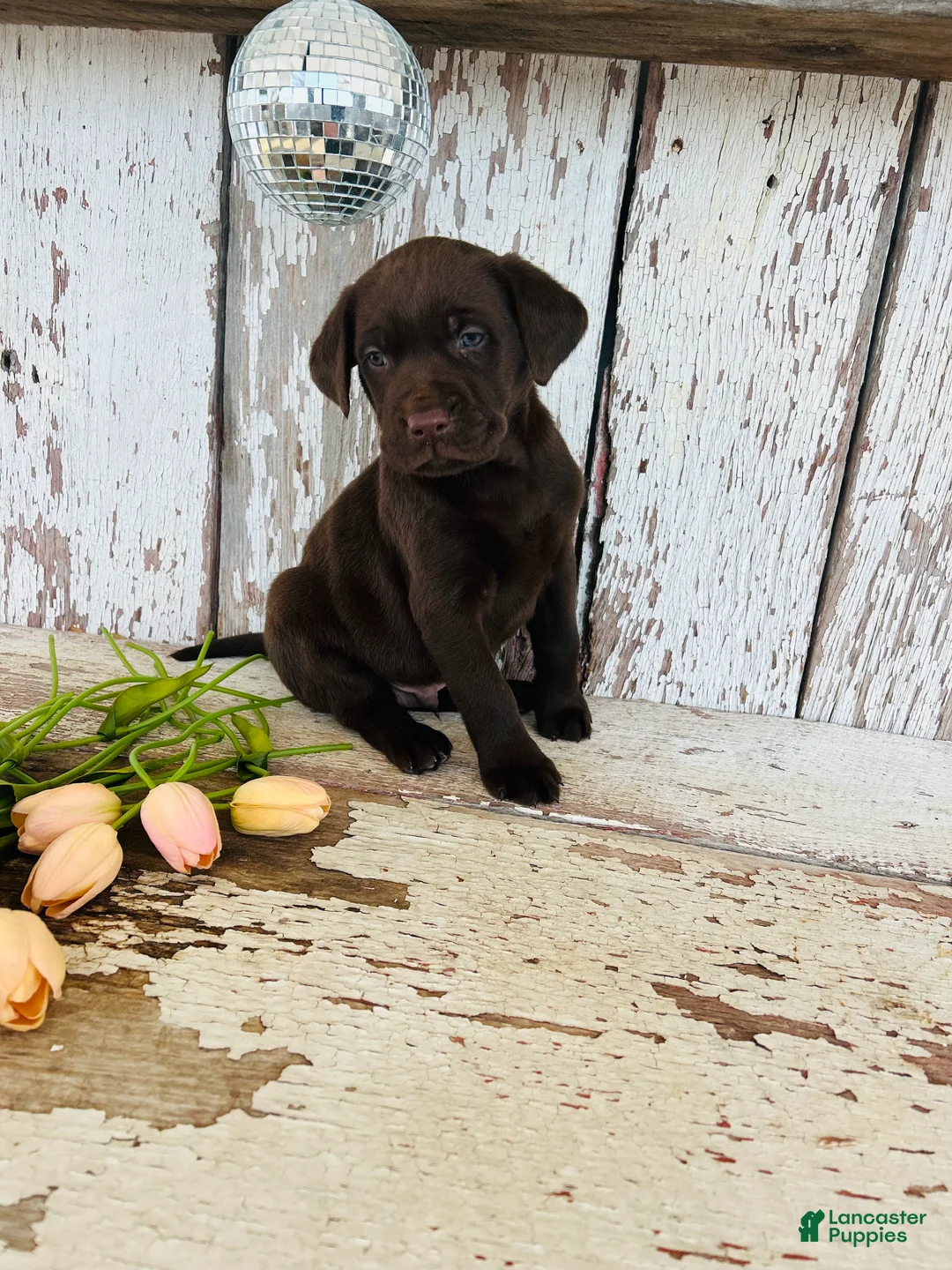 Labrador Retriever dogs for sale: Max - Ad 7
