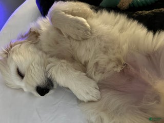 Maltipoo dogs Dolph - Ad 25