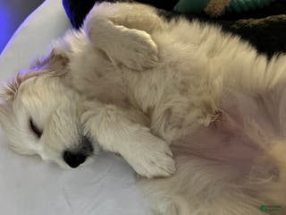 Maltipoo dogs Dolph - Ad 1