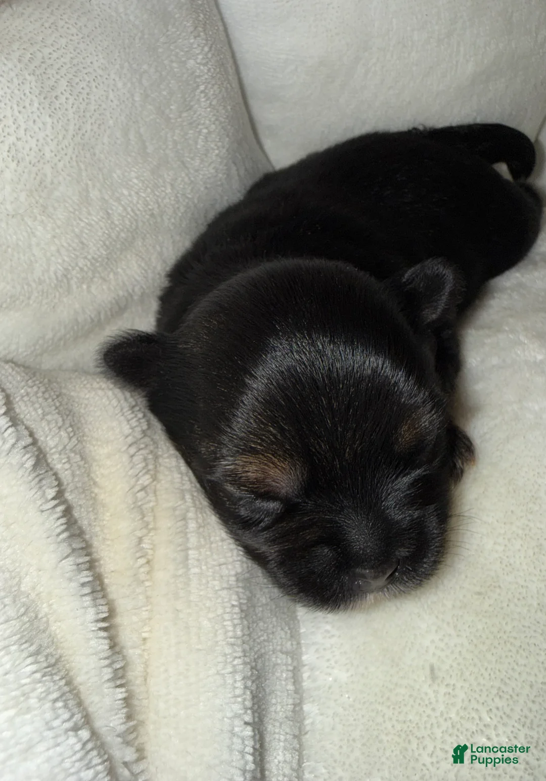 Yorkshire Terrier dogs for sale: Zeek - Ad 2