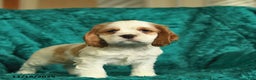Cocker Spaniel dogs for sale: Aspen  - Ad 2