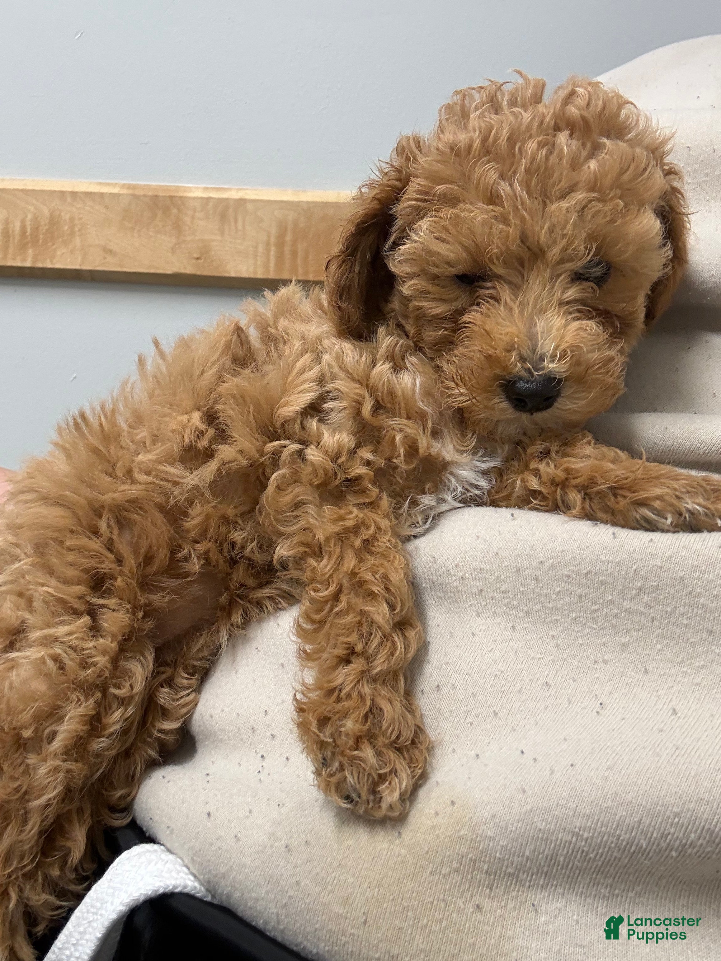 Mini Goldendoodle dogs Mini Goldendoodle 1 - Ad 2