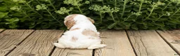 Cocker Spaniel dogs for sale: Patches  - Ad 5