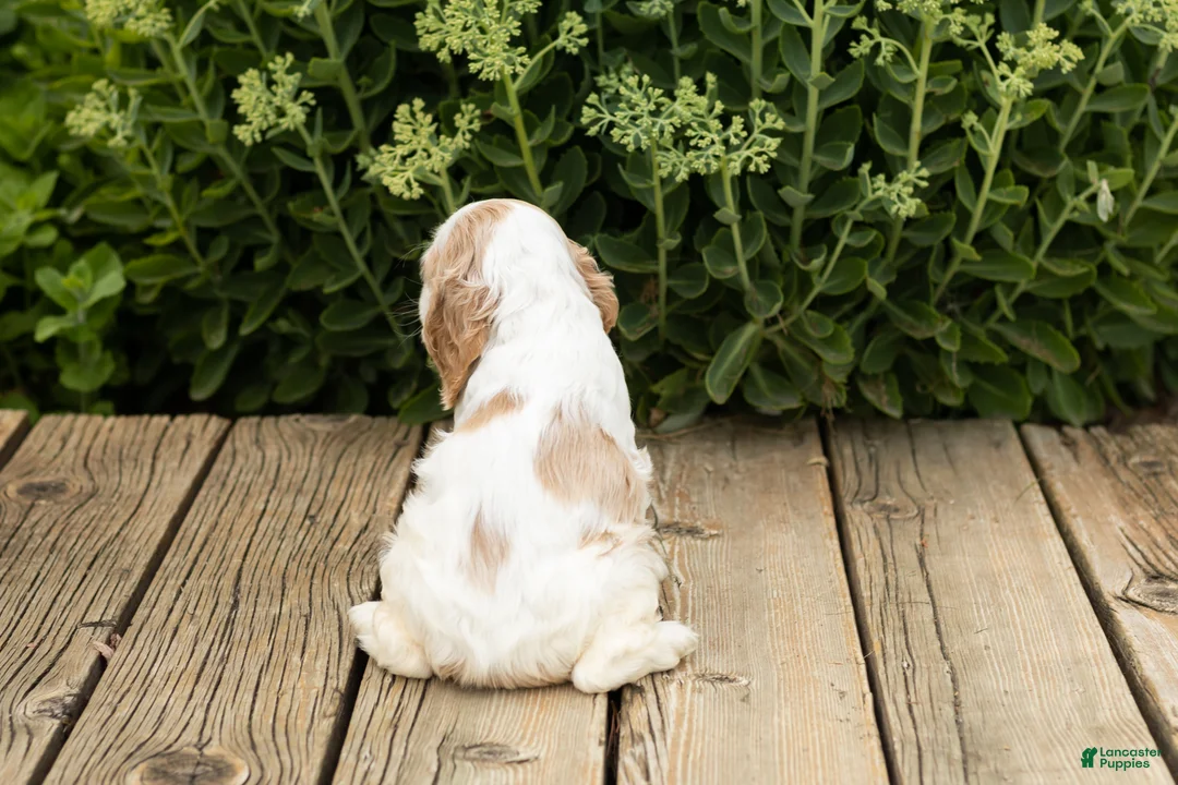 Cocker Spaniel dogs for sale: Patches  - Ad 5