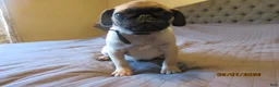 Pug dogs for sale: Tucker - Ad 9
