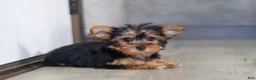 Yorkshire Terrier dogs for sale: Macie - Ad 6