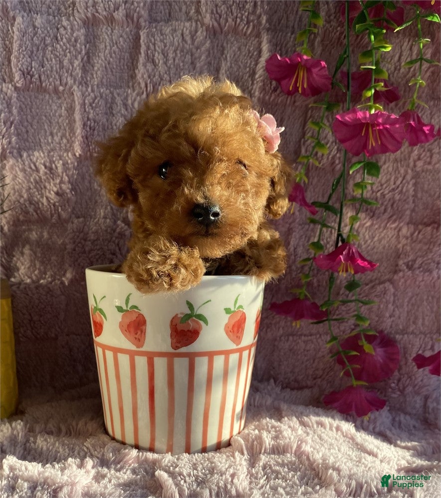 Toy Poodle dogs Teacup  Poodle 1 - Ad 1