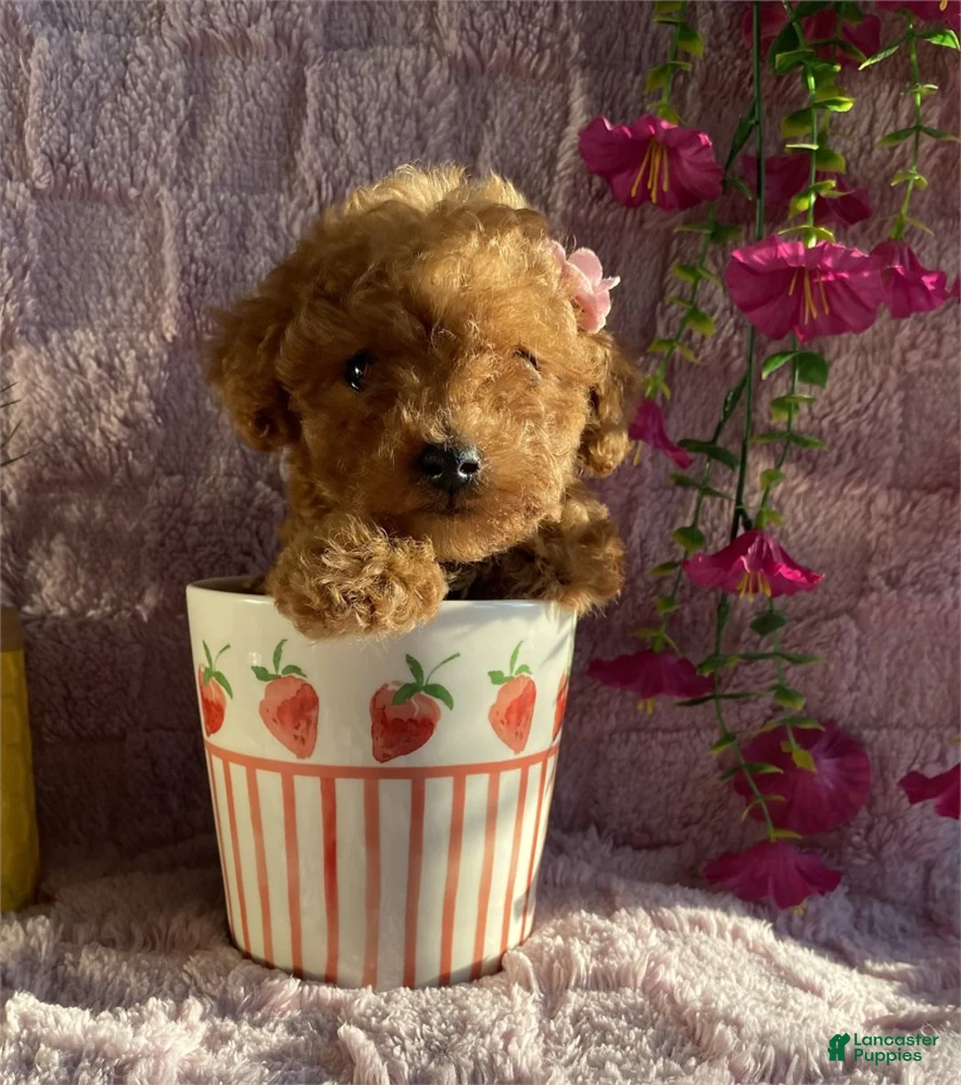 Toy Poodle dogs for sale: Teacup  Poodle 1 - Ad 1