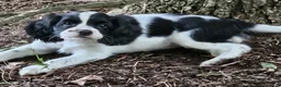 Mixed Breed dogs for sale: Skippy - Ad 6