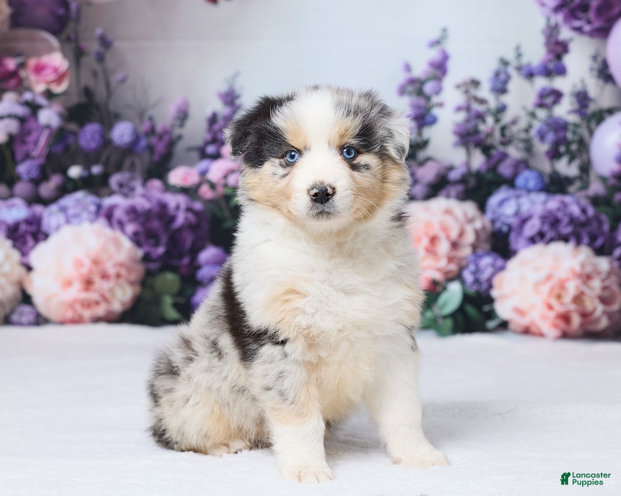 Australian Shepherd dogs Luci - Ad 2