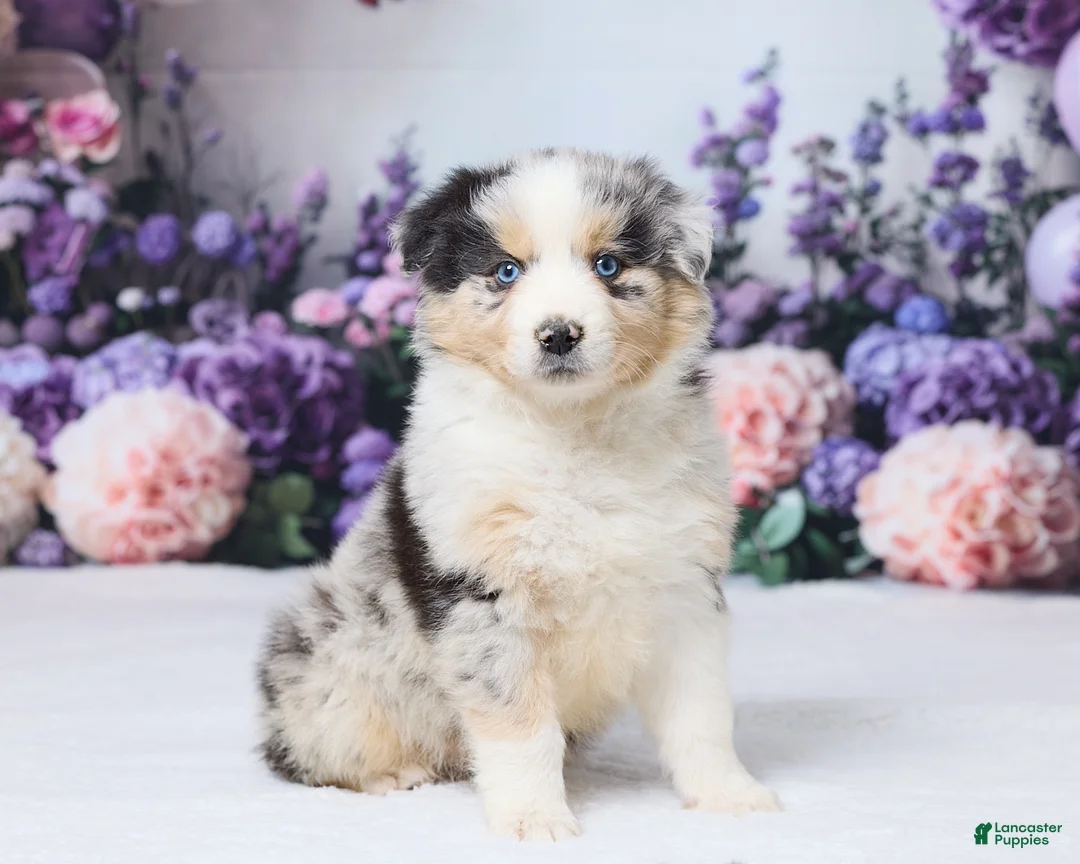 Australian Shepherd dogs for sale: Luci - Ad 2