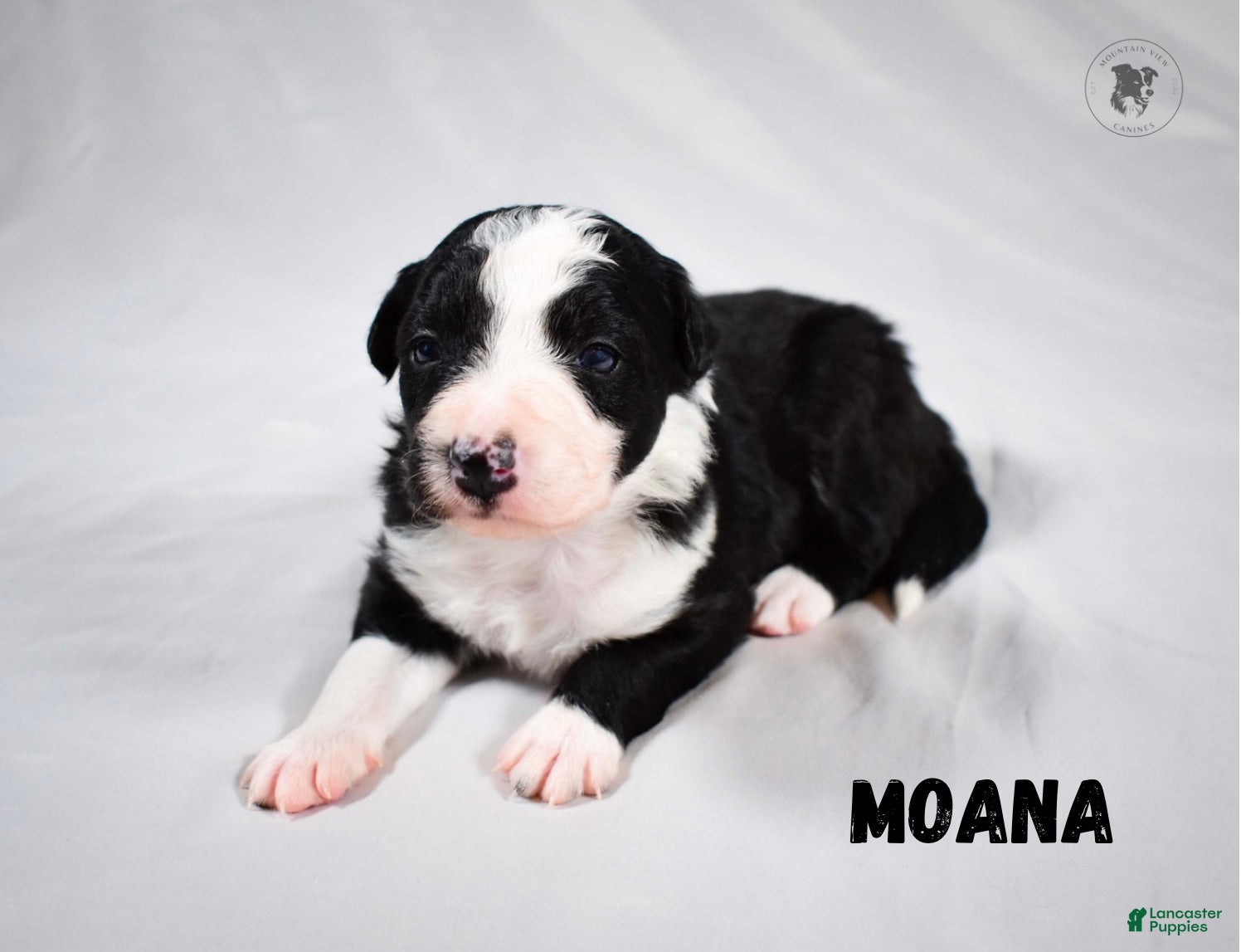 Border Collie dogs Moana - Ad 40