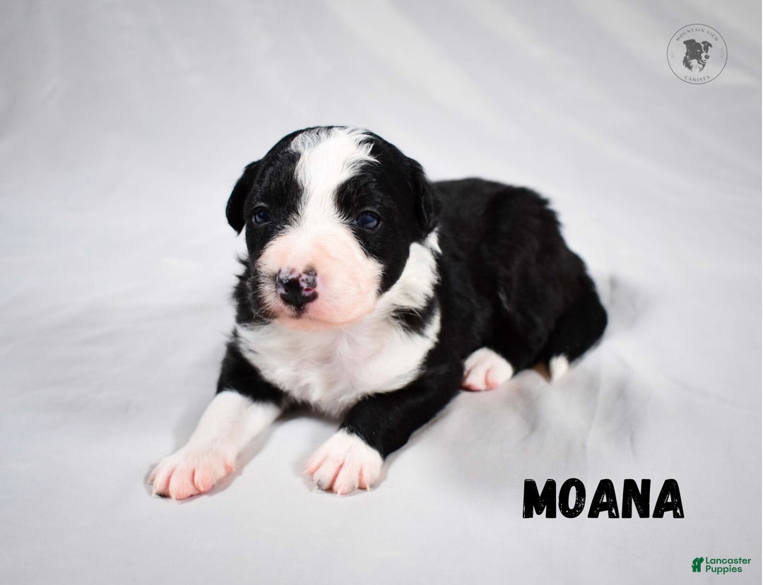 Border Collie dogs for sale: Moana - Ad 1
