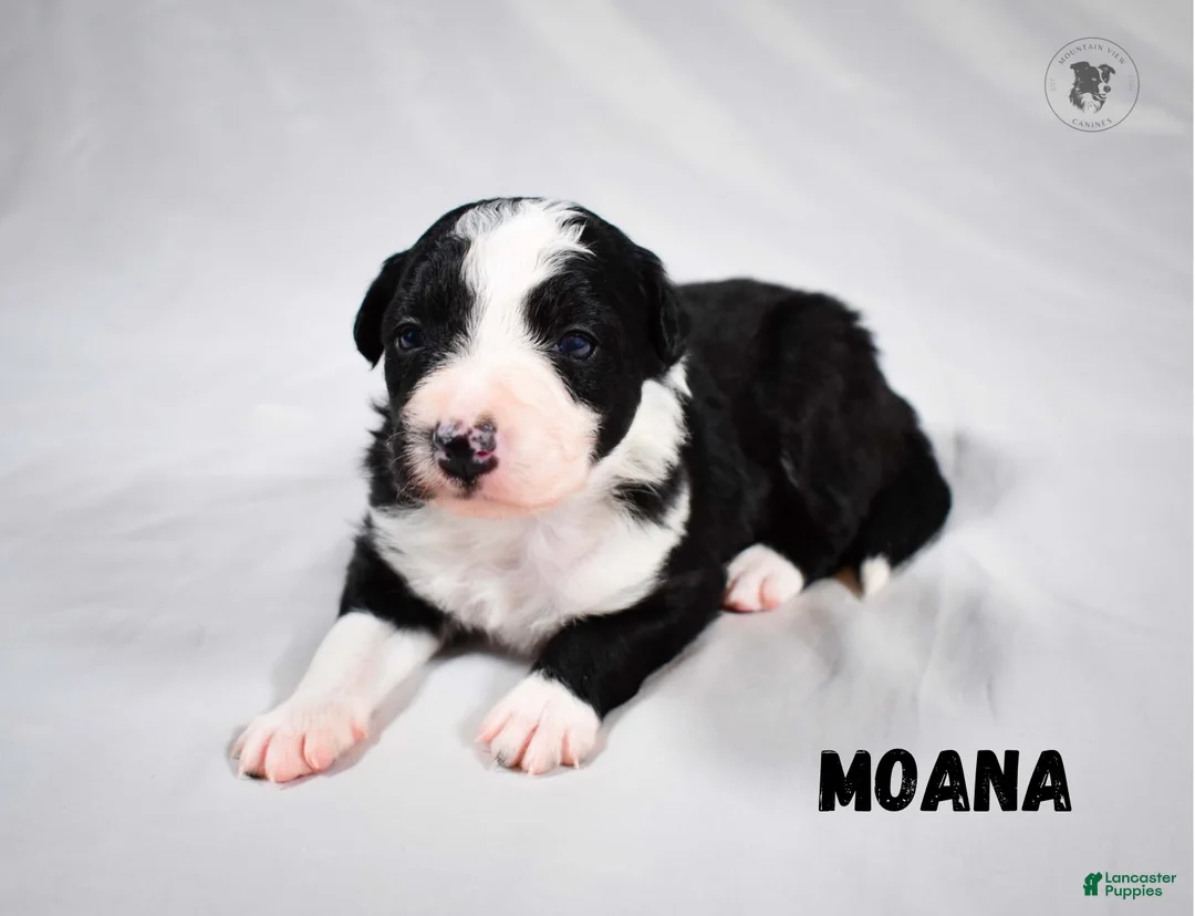 Border Collie dogs for sale: Moana - Ad 2