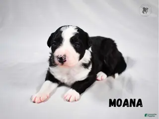 Border Collie dogs Moana - Ad 6