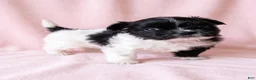 Mixed Breed dogs for sale: Michelle - Ad 3