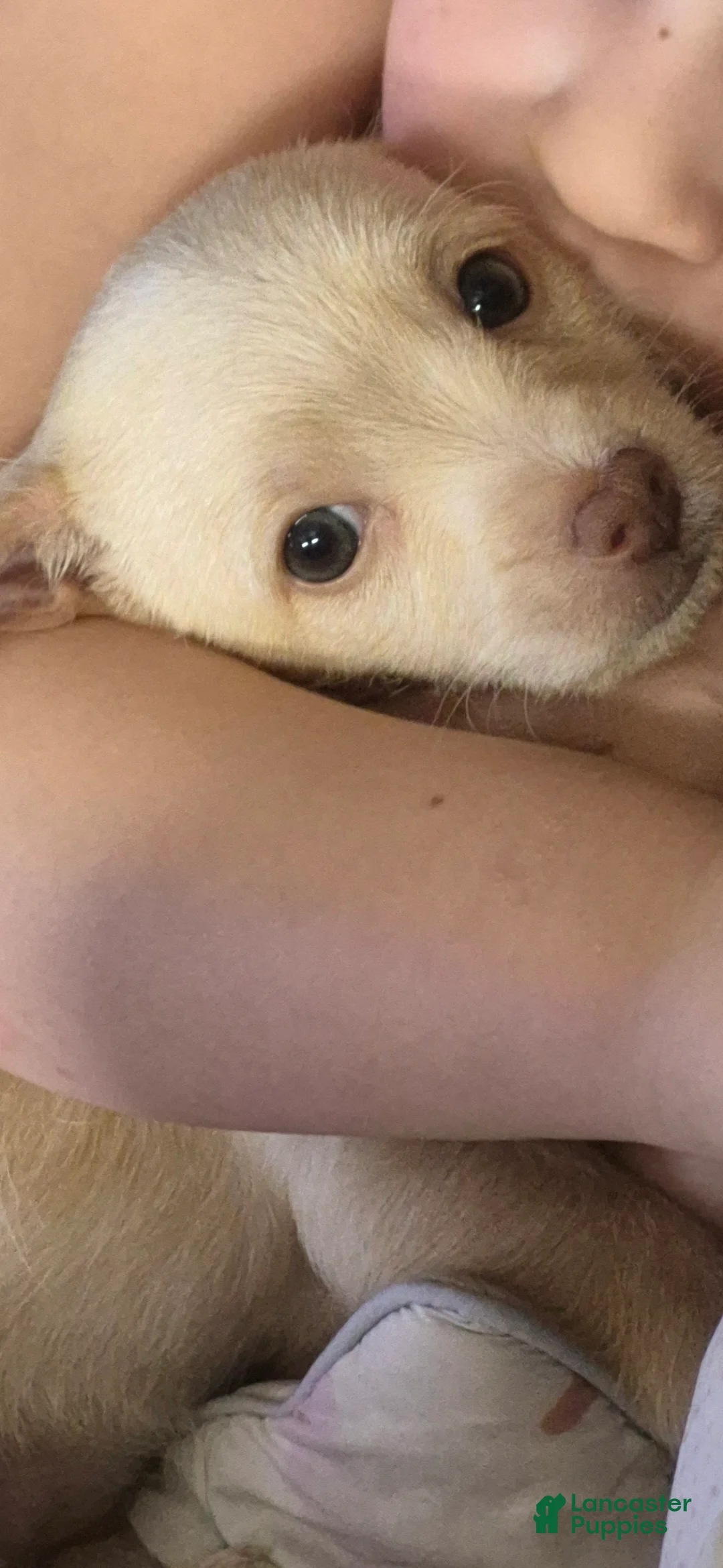 Chipoo dogs for sale:  Puppy 1 - Ad 15