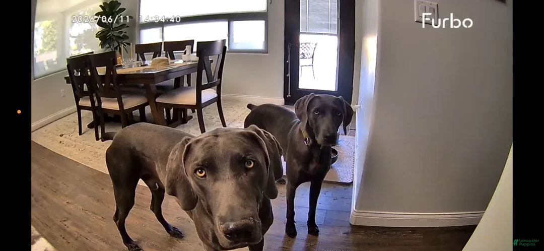 Weimaraner dogs for sale: Yellow - Ad 2