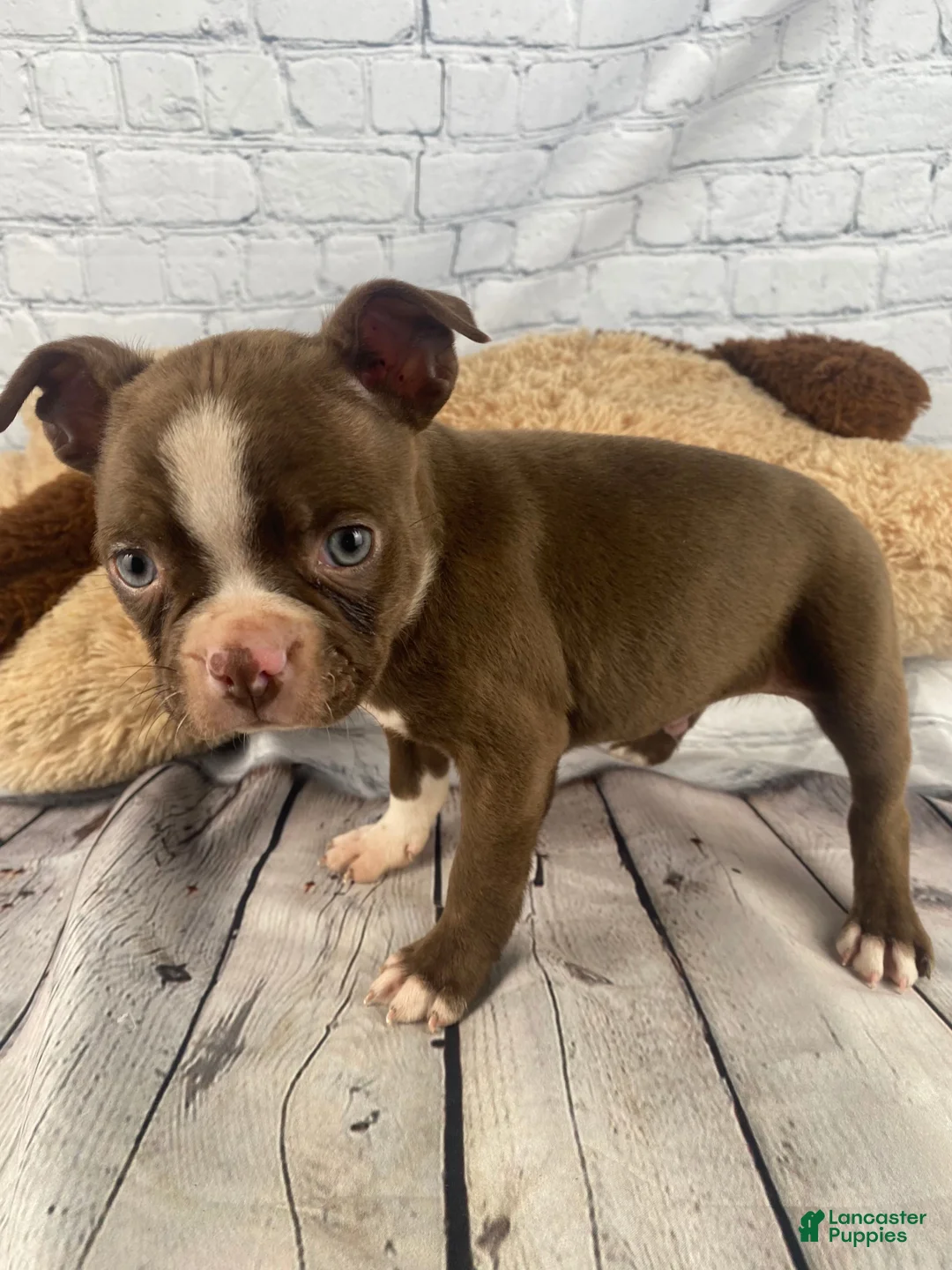 Boston Terrier dogs for sale: Max - Ad 2