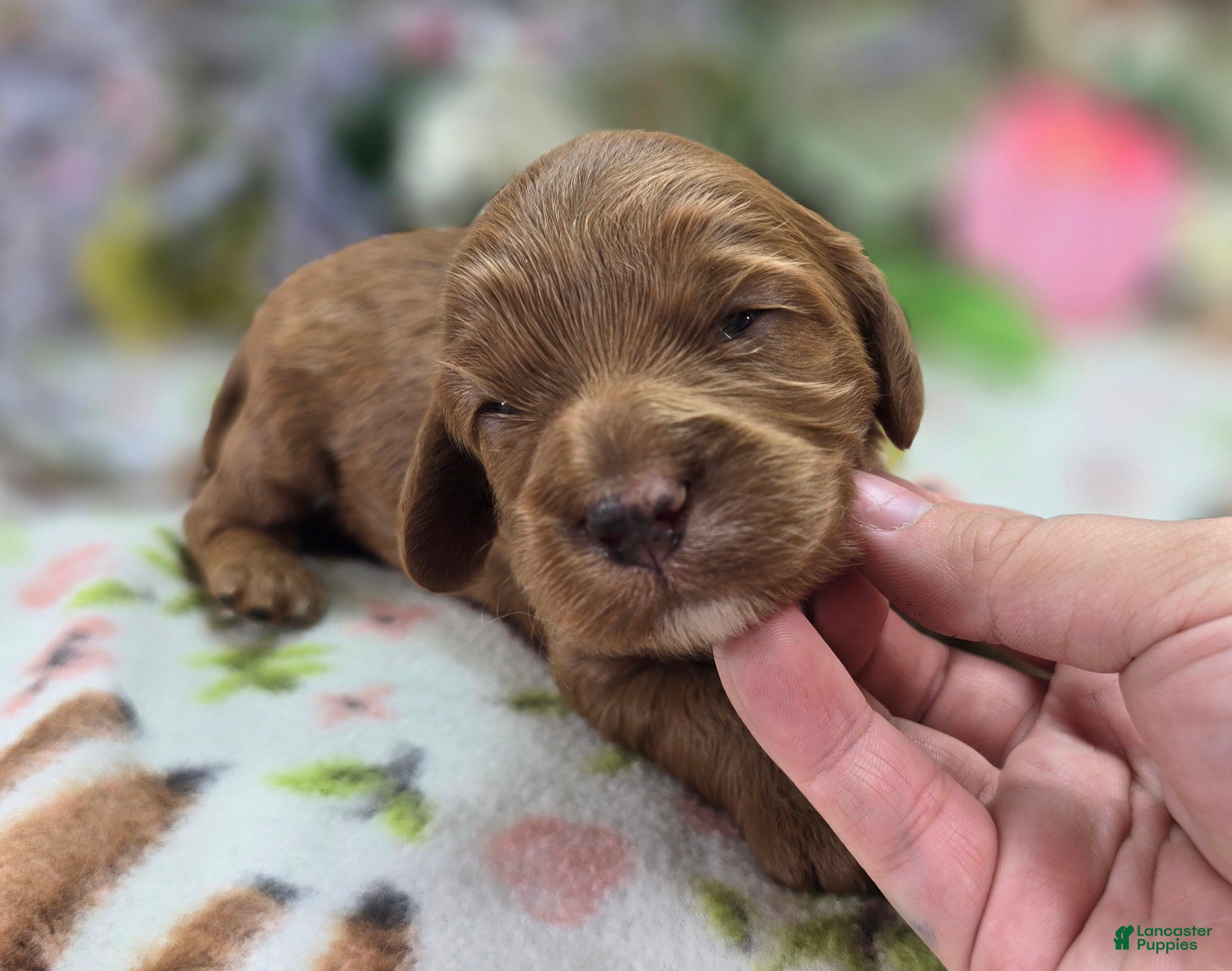Cockapoo dogs Poppy - Ad 21