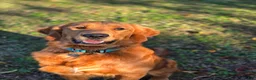 Golden Retriever dogs for sale: Golden Retriever Puppy 1 - Ad 6